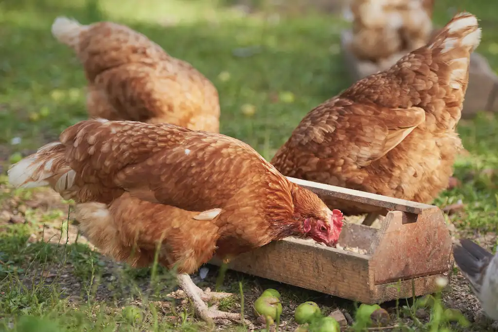 Brown chickens feeding around a container filled with grain on a farm.