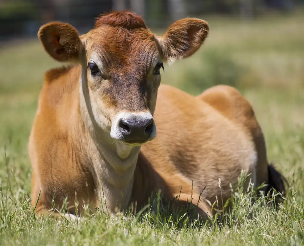 Cows grazing in a green pasture under a clear blue sky, with a wooden fence in the background.
