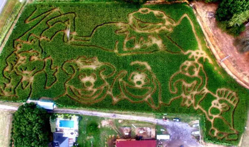 Aerial view of a corn maze featuring Sesame Street characters carved into the field.
