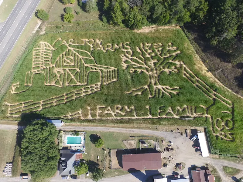 Aerial view of a corn maze with a barn, tree, and the phrases 'Calhoun Farms' and '1 Farm 1 Family' carved into the field.