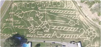 Image of Corn Maze
