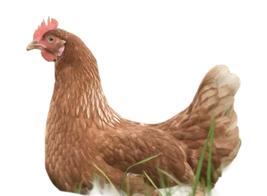 A brown hen standing on grass.