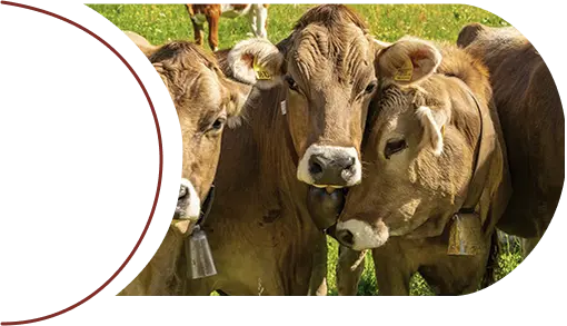 Three brown and white cows with ear tags standing inside a barn.