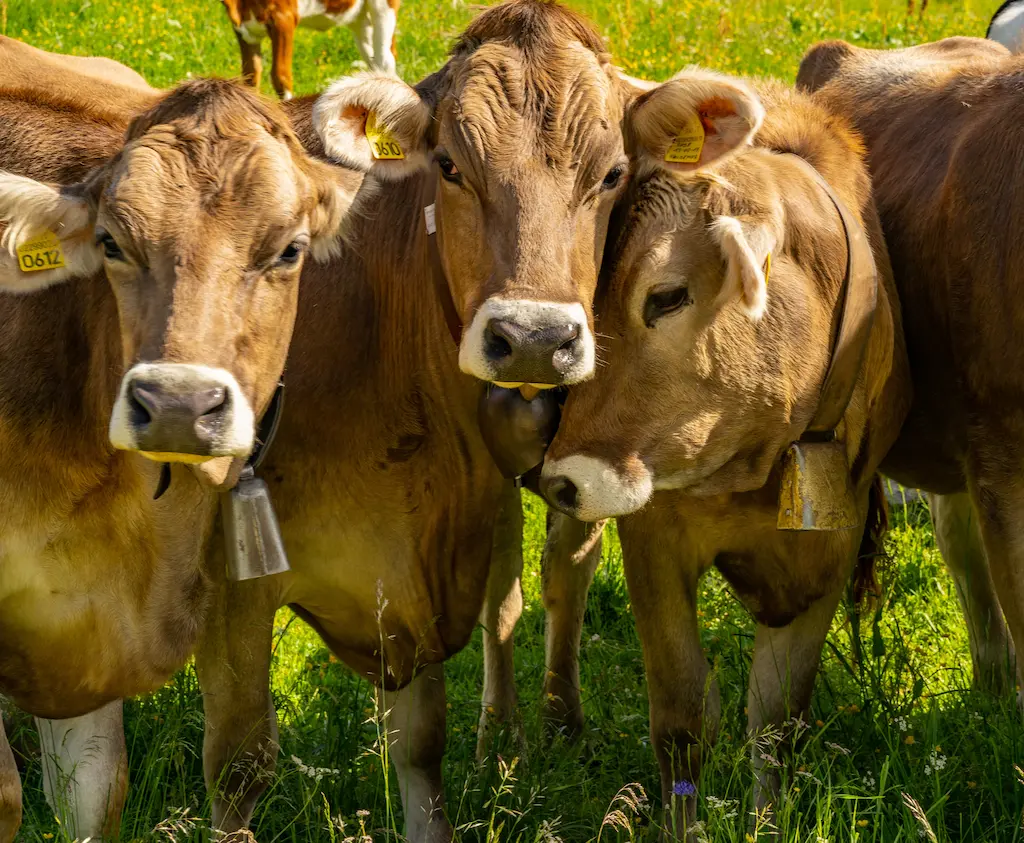 Three brown and white cows with ear tags standing inside a barn.