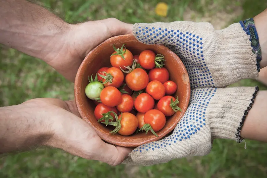 Two hands holding a bowl of freshly picked tomatoes.