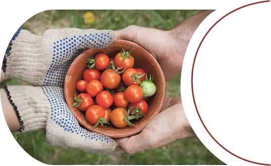 Two hands holding a bowl of freshly picked tomatoes.